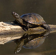 Photographie d’une Cistude, ou Tortue des marais.