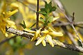 (17) Forsythia