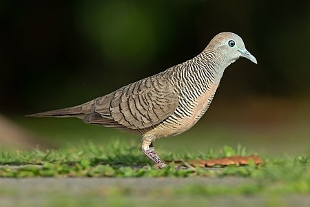 Zebra dove, by JJ Harrison