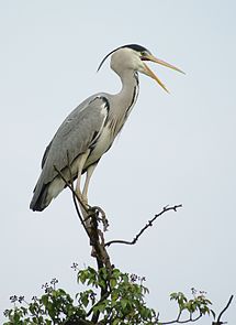 Ardea cinerea - Siva čaplja