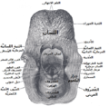 منظر خلفي لمدخل الحَـنْـجَرَة .