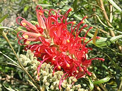 Grevillea 1.jpg