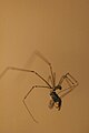 Pholcidae (Daddy long-legs spiders)