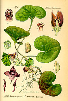 Illustration Asarum europaeum0.jpg