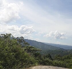 Salah satu sudut hutan lindung di Seluma