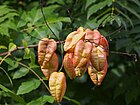 Koelreuteria paniculata