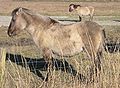 Konik horse.