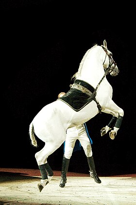 Lipizzan exécutant un air relevé