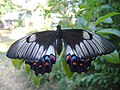پرستودم باغButterfly, Papilio aegeus.