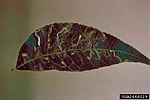 Thumbnail for Stigmella juglandifoliella