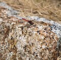 Sympetrum risi (cat.)