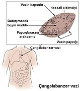 Thymus az.jpg