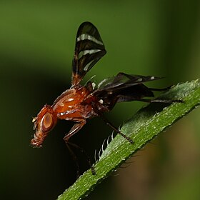 Tritoxa incurva