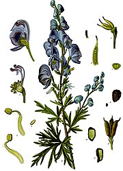 Aconitum napellus L.