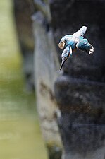 De ijsvogel duikt bijna loodrecht in het water....