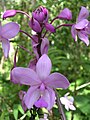 Eine epiphytische Orchidee in Bauro, Osttimor