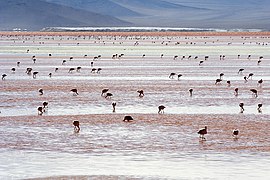 Phoenicoparrus andinus al sur del salar