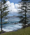 In habitat on Norfolk Island