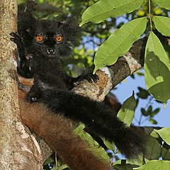 Male black lemur at Lokobe Strict Reserve, Nosy Be