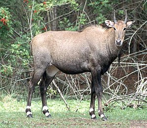 Nilgauantiloop (Boselaphus tragocamelus)