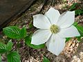 Dřínovité: dřín Nuttallův (Cornus nuttallii)