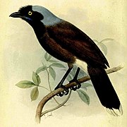 Cyanocorax heilprini