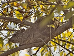 [Damà arborícola meridional (Dendrohyrax arboreus)