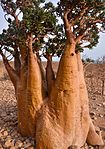 Ökenros (Adenium obesum socotranum)