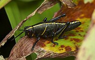 Nymph R. microptera with its characteristic black and yellow-striped body