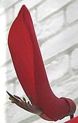 Erythrina × bidwillii