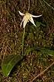 Erythronium oregonum