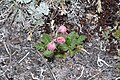 Geum triflorum