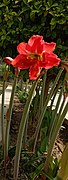 Hibiscus at patiala.jpg