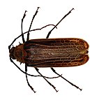 Female huhu beetle