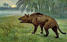 Hyaenodon (Creodonta)