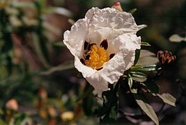 Jara in bloom in Monfragüe.