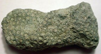 género Heliolites