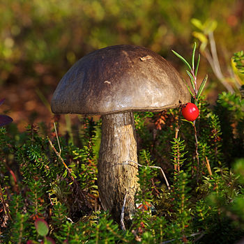 Kozák šedozelený (Leccinum variicolor) v norském Národním parku Ånderdalen na ostrově Senja