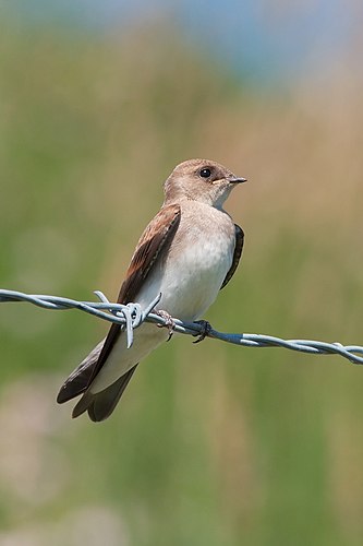 Северная пампасная ласточка (Stelgidopteryx serripennis) в Милуоки (Висконсин)