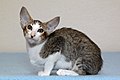 Junge Orientalisch Kurzhaar Katze Black Tabby Spotted/white