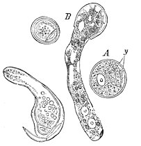 Pollenkorrels A rudimentair prothallium enkele kleine cel y; B pollen-korrel met pollenbuis.