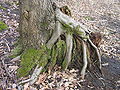 Regeneration from coppice, Brok, Poland, 04.2006