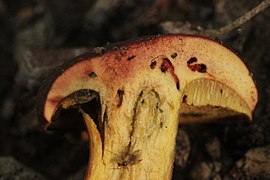 Ruby Bolete - Hortiboletus rubellus - panoramio.jpg