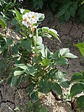 Miniatura para Solanum tuberosum