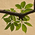कोलकाता, पश्चिम बंगाल, भारत येथील एका झाडाची पाने (मागील बाजू).