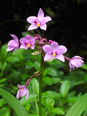 Spathoglottis plicata (espécie tipo)