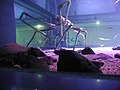 Caranguejo-aranha-gigante