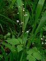 Tiarella trifoliata