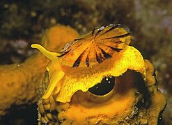 Tylodina perversa, une ombrelle (ordre des Umbraculida). Les ombrelles sont pourvues d'une coquille très simple en plaque.