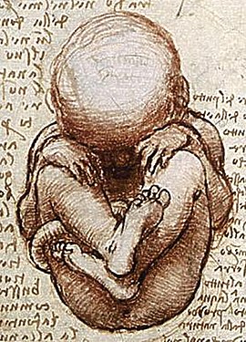 Fetus humà